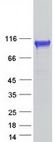RABGAP1L Protein - Purified recombinant protein RABGAP1L was analyzed by SDS-PAGE gel and Coomassie Blue Staining