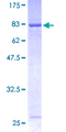 RABGEF1 Protein - 12.5% SDS-PAGE of human RABGEF1 stained with Coomassie Blue
