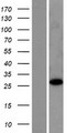 RABL2B Protein - Western validation with an anti-DDK antibody * L: Control HEK293 lysate R: Over-expression lysate