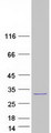 RAC1 Protein - Purified recombinant protein RAC1 was analyzed by SDS-PAGE gel and Coomassie Blue Staining