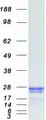 RAC1 Protein - Purified recombinant protein RAC1 was analyzed by SDS-PAGE gel and Coomassie Blue Staining