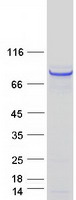 RAD18 Protein - Purified recombinant protein RAD18 was analyzed by SDS-PAGE gel and Coomassie Blue Staining