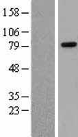 RAD21 Protein - Western validation with an anti-DDK antibody * L: Control HEK293 lysate R: Over-expression lysate