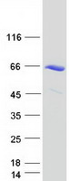 RAD23A / HHR23A Protein - Purified recombinant protein RAD23A was analyzed by SDS-PAGE gel and Coomassie Blue Staining