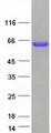 RAD23B / HR23B Protein - Purified recombinant protein RAD23B was analyzed by SDS-PAGE gel and Coomassie Blue Staining