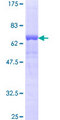 RAD51B Protein - 12.5% SDS-PAGE of human RAD51L1 stained with Coomassie Blue