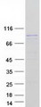 RAD54L Protein - Purified recombinant protein RAD54L was analyzed by SDS-PAGE gel and Coomassie Blue Staining