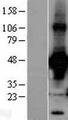 RAD9A / RAD9 Protein - Western validation with an anti-DDK antibody * L: Control HEK293 lysate R: Over-expression lysate