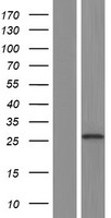 RAET1L Protein - Western validation with an anti-DDK antibody * L: Control HEK293 lysate R: Over-expression lysate