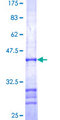 RAF1 / RAF Protein - 12.5% SDS-PAGE Stained with Coomassie Blue.