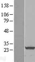 RALA / RAL Protein - Western validation with an anti-DDK antibody * L: Control HEK293 lysate R: Over-expression lysate