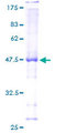 RALGAPA2 Protein - 12.5% SDS-PAGE of human RALGAPA2 stained with Coomassie Blue