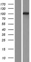 RALGDS Protein - Western validation with an anti-DDK antibody * L: Control HEK293 lysate R: Over-expression lysate