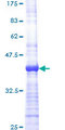 RALGDS Protein - 12.5% SDS-PAGE Stained with Coomassie Blue.
