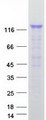 RALGDS Protein - Purified recombinant protein RALGDS was analyzed by SDS-PAGE gel and Coomassie Blue Staining