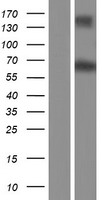RALGPS1 Protein - Western validation with an anti-DDK antibody * L: Control HEK293 lysate R: Over-expression lysate