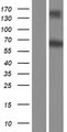 RALGPS1 Protein - Western validation with an anti-DDK antibody * L: Control HEK293 lysate R: Over-expression lysate