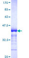 RALGPS2 Protein - 12.5% SDS-PAGE Stained with Coomassie Blue.