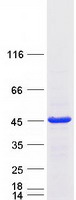 RALY Protein - Purified recombinant protein RALY was analyzed by SDS-PAGE gel and Coomassie Blue Staining