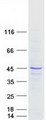 RALY Protein - Purified recombinant protein RALY was analyzed by SDS-PAGE gel and Coomassie Blue Staining