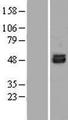 RAMA1 / SKA3 Protein - Western validation with an anti-DDK antibody * L: Control HEK293 lysate R: Over-expression lysate