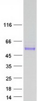 RAMA1 / SKA3 Protein - Purified recombinant protein SKA3 was analyzed by SDS-PAGE gel and Coomassie Blue Staining