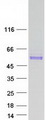 RAMA1 / SKA3 Protein - Purified recombinant protein SKA3 was analyzed by SDS-PAGE gel and Coomassie Blue Staining