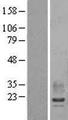 RAMP2 Protein - Western validation with an anti-DDK antibody * L: Control HEK293 lysate R: Over-expression lysate
