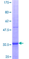 RAMP2 Protein - 12.5% SDS-PAGE Stained with Coomassie Blue.