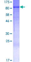 RANBP10 Protein - 12.5% SDS-PAGE of human RANBP10 stained with Coomassie Blue
