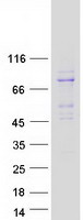 RANBP10 Protein - Purified recombinant protein RANBP10 was analyzed by SDS-PAGE gel and Coomassie Blue Staining