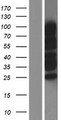 RANBP3 Protein - Western validation with an anti-DDK antibody * L: Control HEK293 lysate R: Over-expression lysate