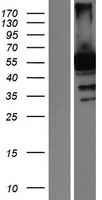 RANBP3 Protein - Western validation with an anti-DDK antibody * L: Control HEK293 lysate R: Over-expression lysate