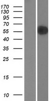 RANBP3 Protein - Western validation with an anti-DDK antibody * L: Control HEK293 lysate R: Over-expression lysate
