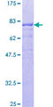 RANBP3 Protein - 12.5% SDS-PAGE of human RANBP3 stained with Coomassie Blue