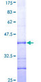 RANBP3 Protein - 12.5% SDS-PAGE Stained with Coomassie Blue.