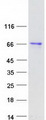 RANBP3 Protein - Purified recombinant protein RANBP3 was analyzed by SDS-PAGE gel and Coomassie Blue Staining