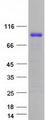 RANBP3 Protein - Purified recombinant protein RANBP3 was analyzed by SDS-PAGE gel and Coomassie Blue Staining
