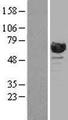 RANGAP1 Protein - Western validation with an anti-DDK antibody * L: Control HEK293 lysate R: Over-expression lysate