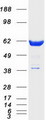 RANGAP1 Protein - Purified recombinant protein RANGAP1 was analyzed by SDS-PAGE gel and Coomassie Blue Staining
