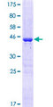 RAP1A Protein - 12.5% SDS-PAGE of human RAP1A stained with Coomassie Blue