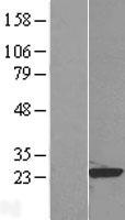 RAP1B Protein - Western validation with an anti-DDK antibody * L: Control HEK293 lysate R: Over-expression lysate