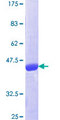 RAP1B Protein - 12.5% SDS-PAGE of human RAP1B stained with Coomassie Blue