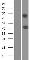 RAP1GAP Protein - Western validation with an anti-DDK antibody * L: Control HEK293 lysate R: Over-expression lysate