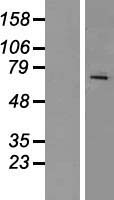 RAP1GDS1 / SmgGDS Protein - Western validation with an anti-DDK antibody * L: Control HEK293 lysate R: Over-expression lysate