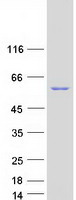 RAP1GDS1 / SmgGDS Protein - Purified recombinant protein RAP1GDS1 was analyzed by SDS-PAGE gel and Coomassie Blue Staining