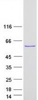 RAP1GDS1 / SmgGDS Protein - Purified recombinant protein RAP1GDS1 was analyzed by SDS-PAGE gel and Coomassie Blue Staining