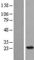 RAP2B Protein - Western validation with an anti-DDK antibody * L: Control HEK293 lysate R: Over-expression lysate