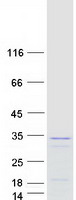 RAP30 / GTF2F2 Protein - Purified recombinant protein GTF2F2 was analyzed by SDS-PAGE gel and Coomassie Blue Staining