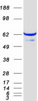 RAP74 / GTF2F1 Protein - Purified recombinant protein GTF2F1 was analyzed by SDS-PAGE gel and Coomassie Blue Staining